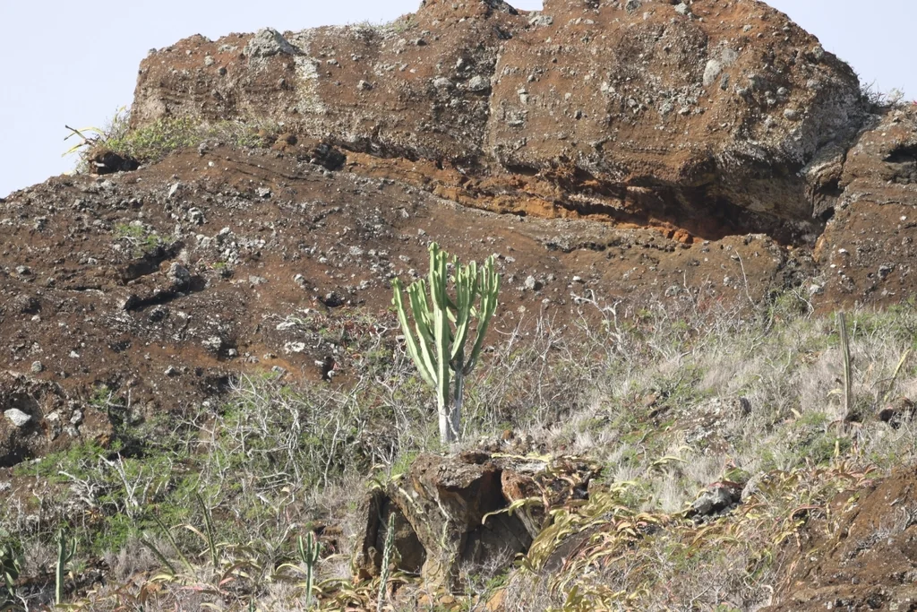 Euphorbia Ingens