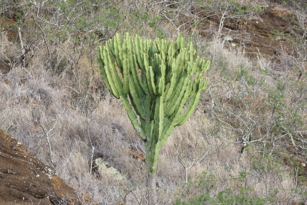 Euphorbia Ingens