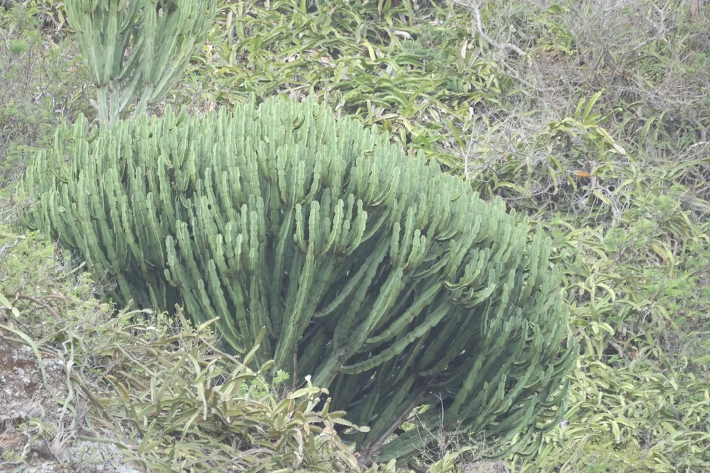 Euphorbia Ingens