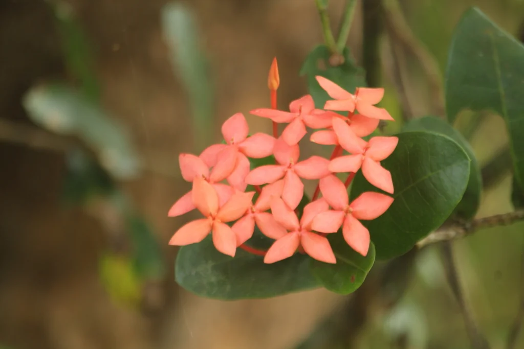 Ixora Coccinea