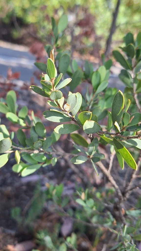 Leptospermum Laevigatum