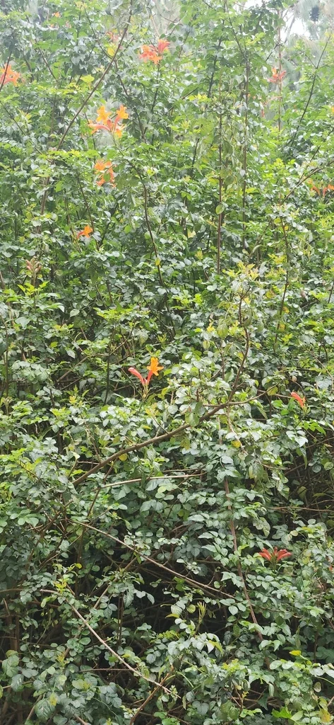 Tecoma Capensis