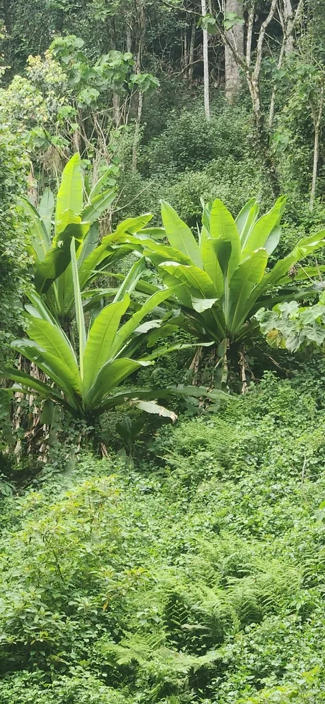 Ensete Ventricosum