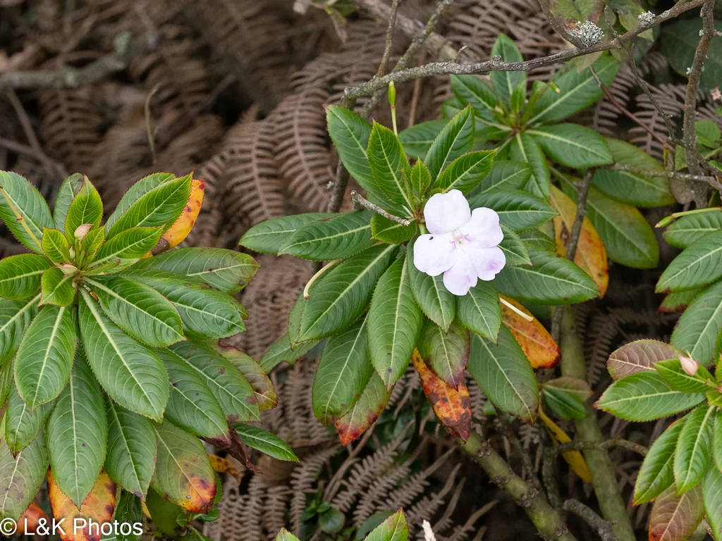 Impatiens Sodenii