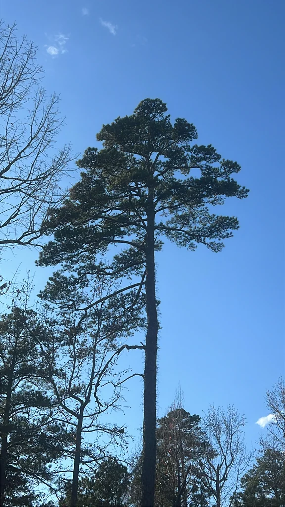 Pinus Echinata