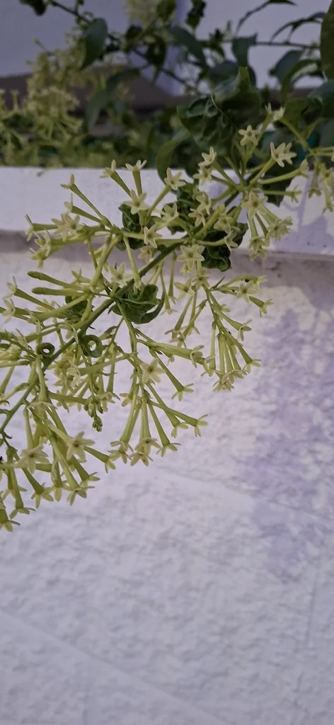 Cestrum Nocturnum