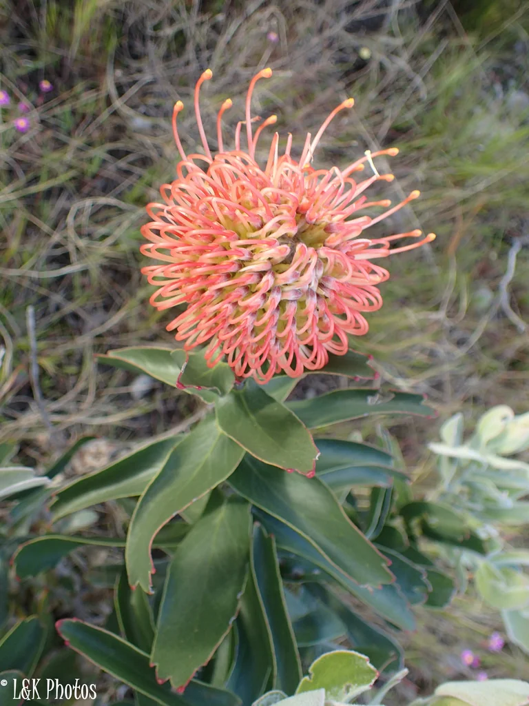 Leucospermum Cordifolium