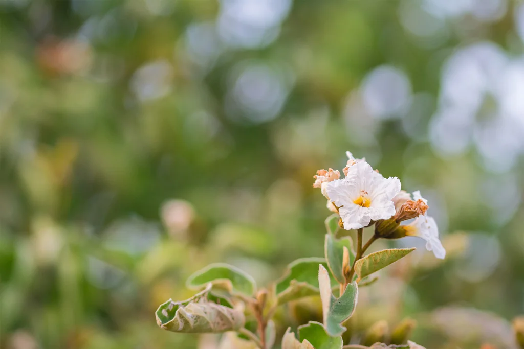Cordia Boissieri