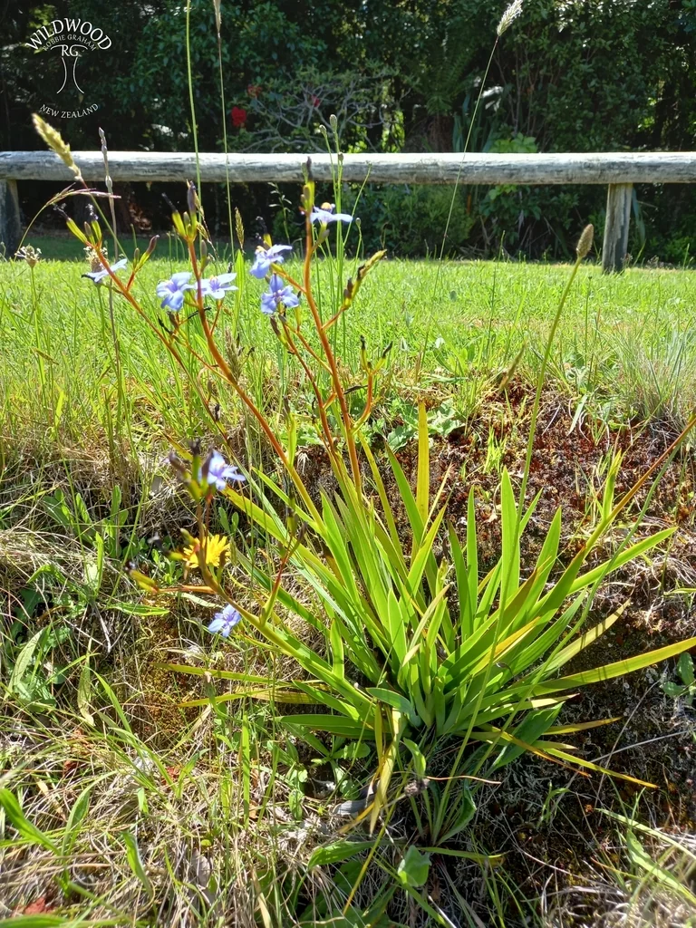 Aristea Ecklonii