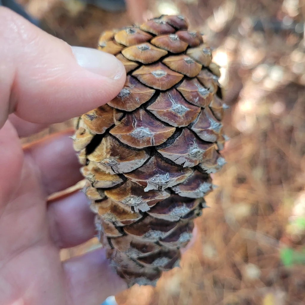 Pinus Attenuata