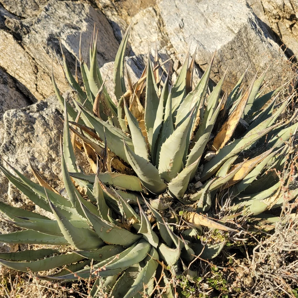 Agave Deserti
