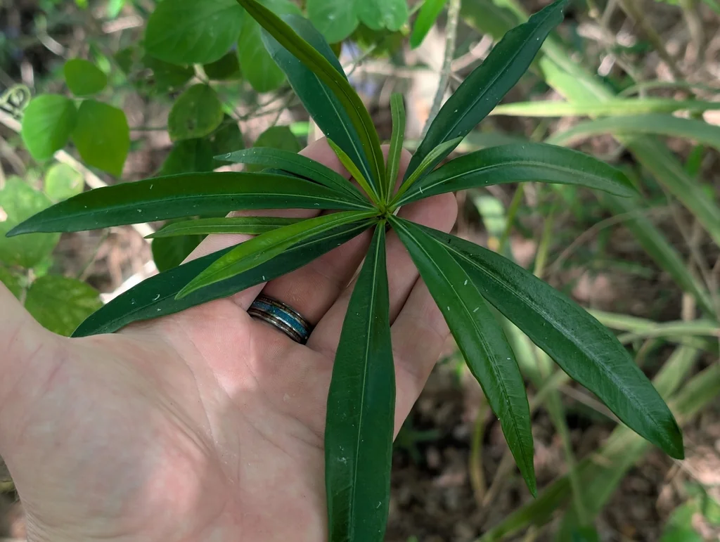 Thevetia Peruviana