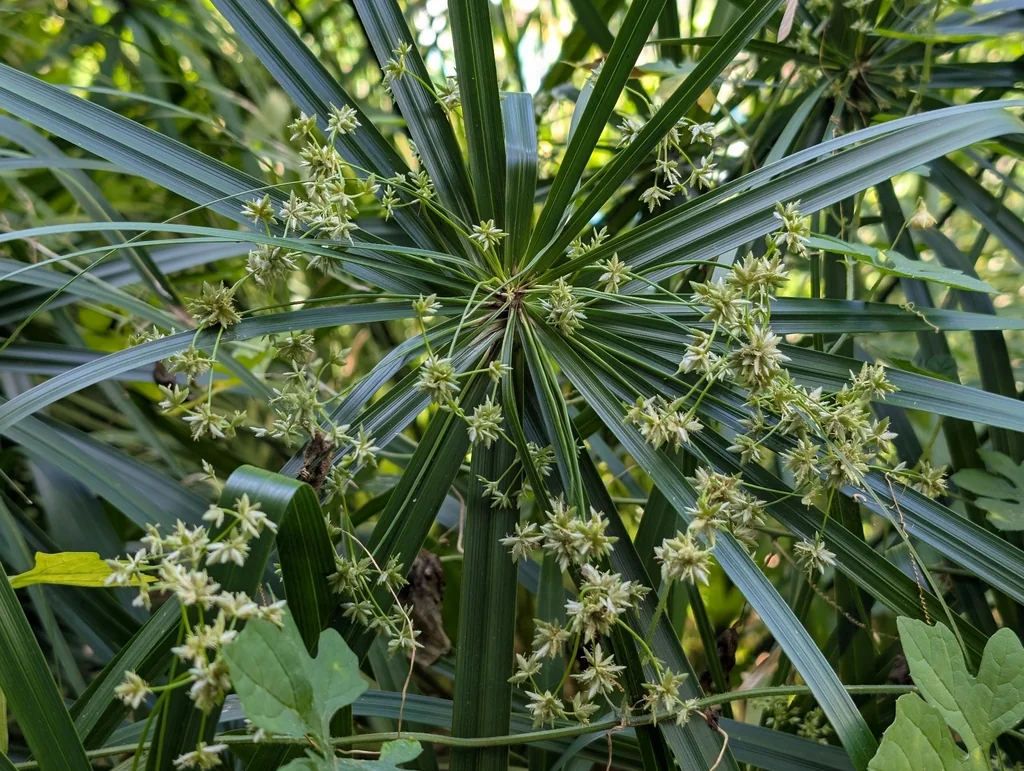 Cyperus Alternifolius
