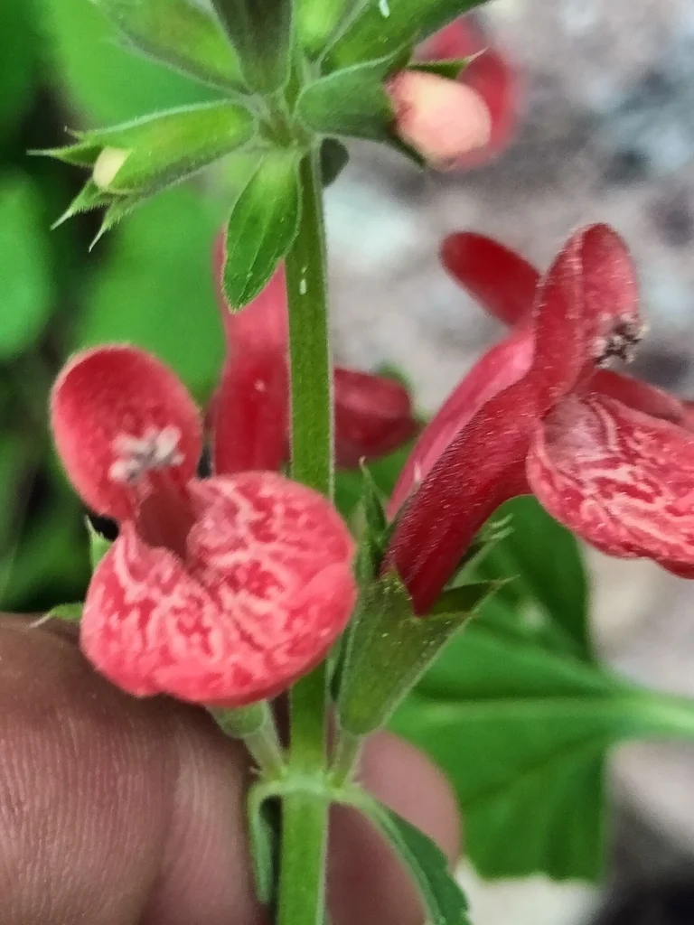 Stachys Coccinea
