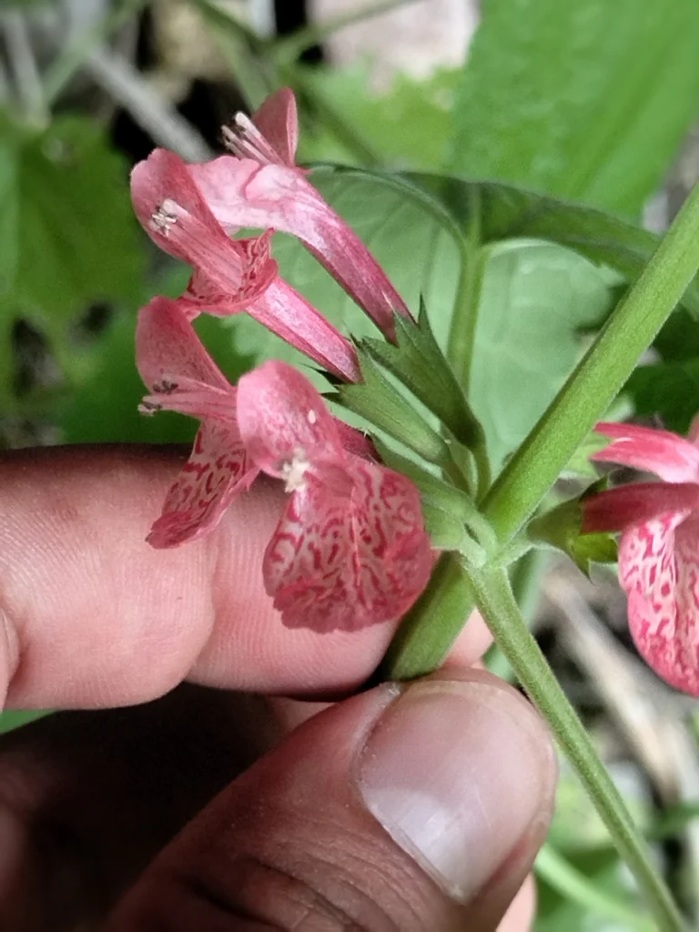 Stachys Coccinea