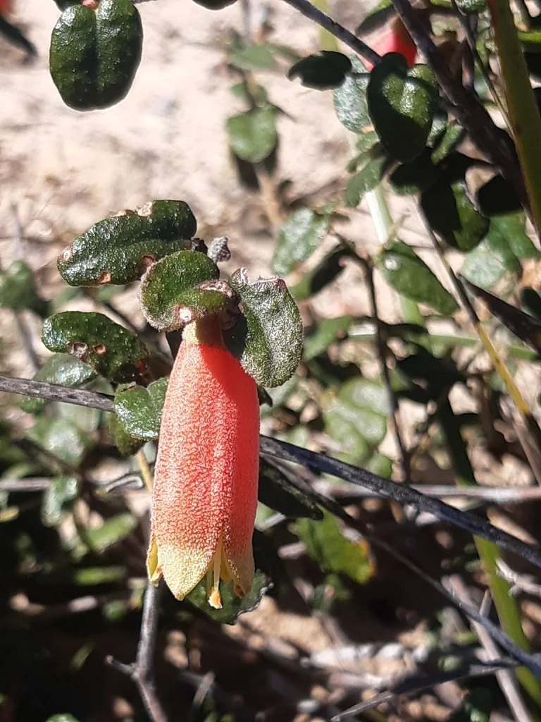 Correa Reflexa