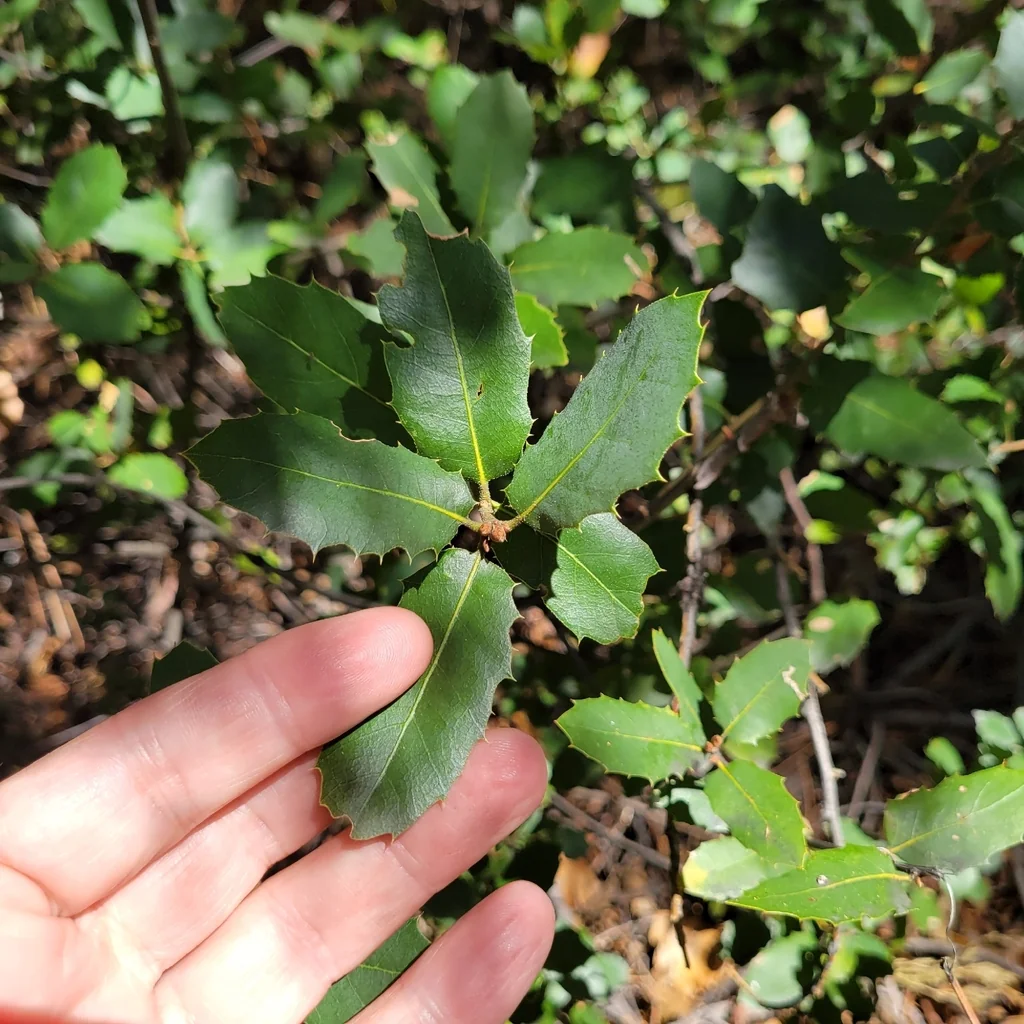 Quercus Wislizenii