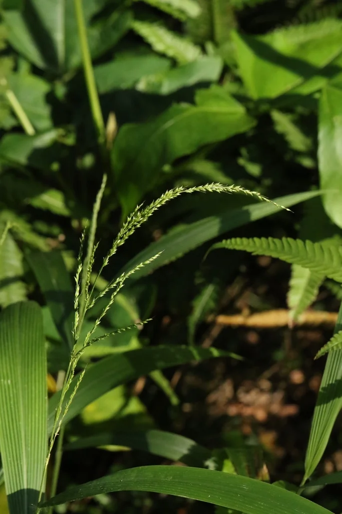 Setaria Palmifolia