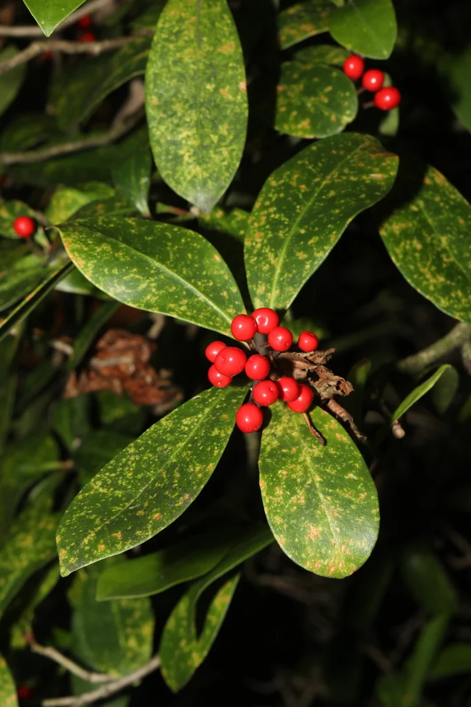 Skimmia Japonica
