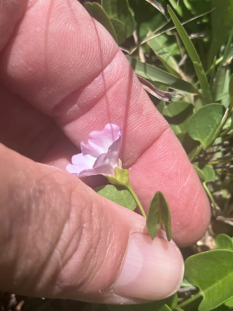 Falkia Repens