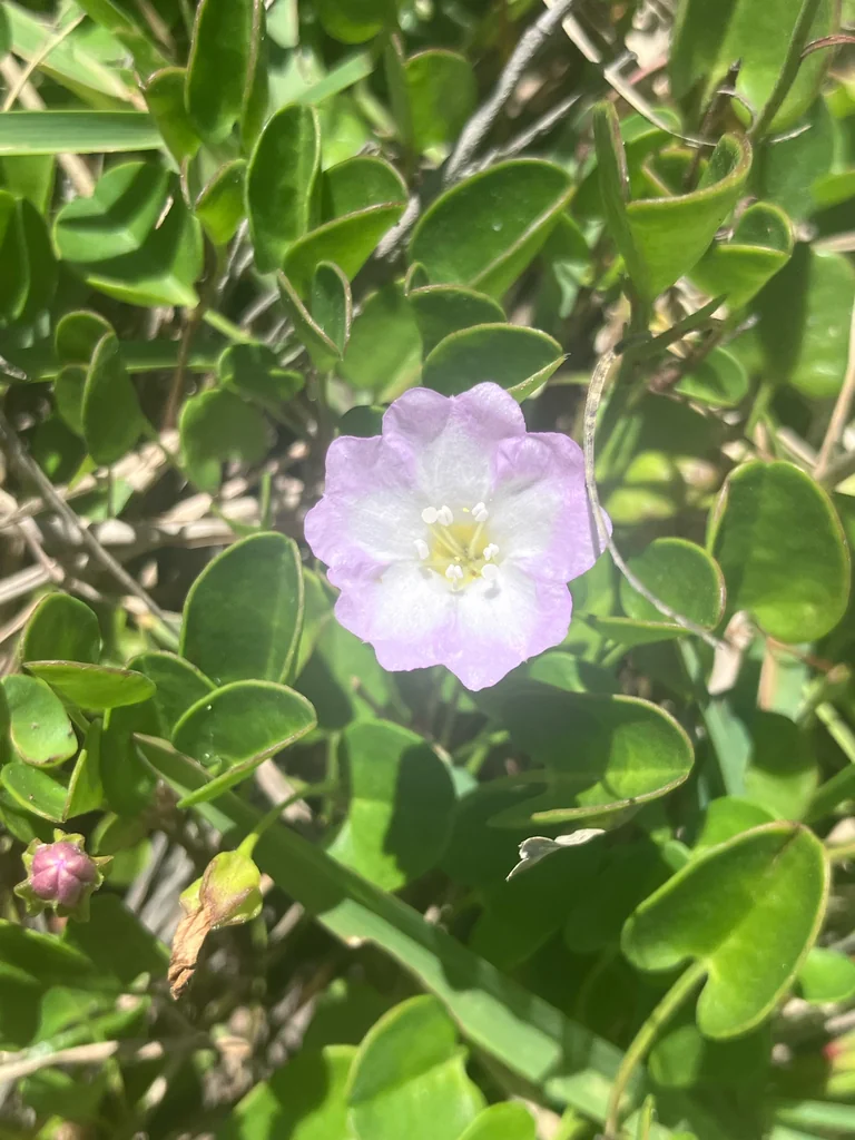 Falkia Repens