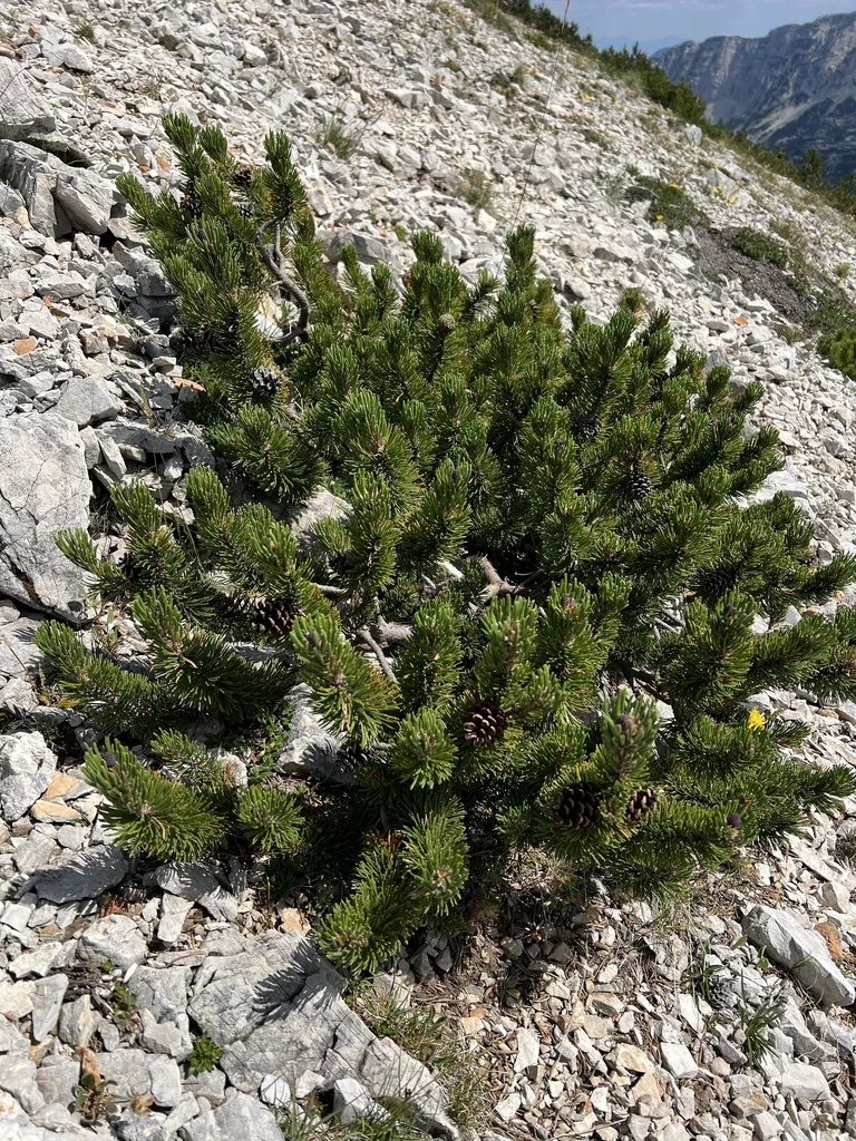 Pinus Mugo Mugo