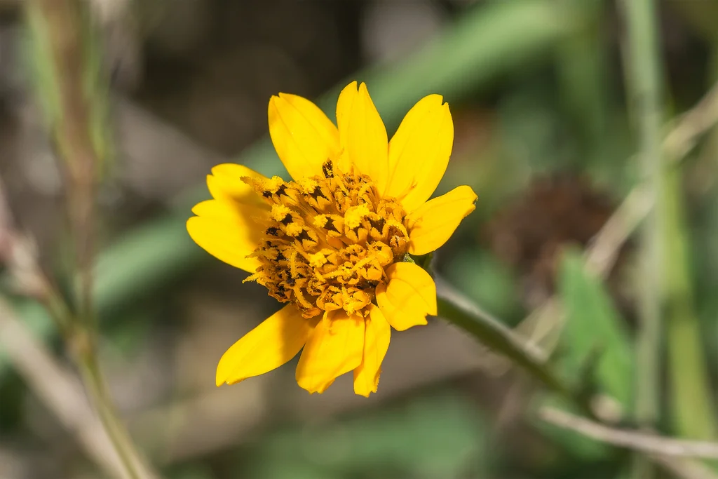 Zexmenia Hispida