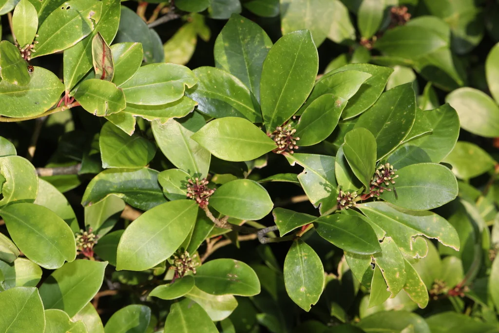 Skimmia Japonica