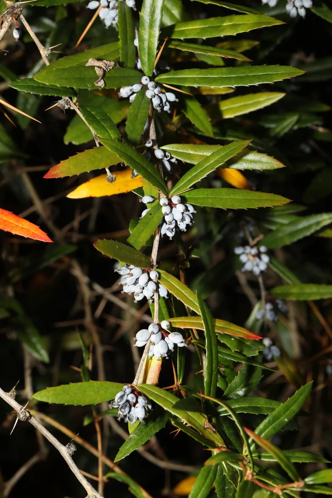 Berberis Julianae