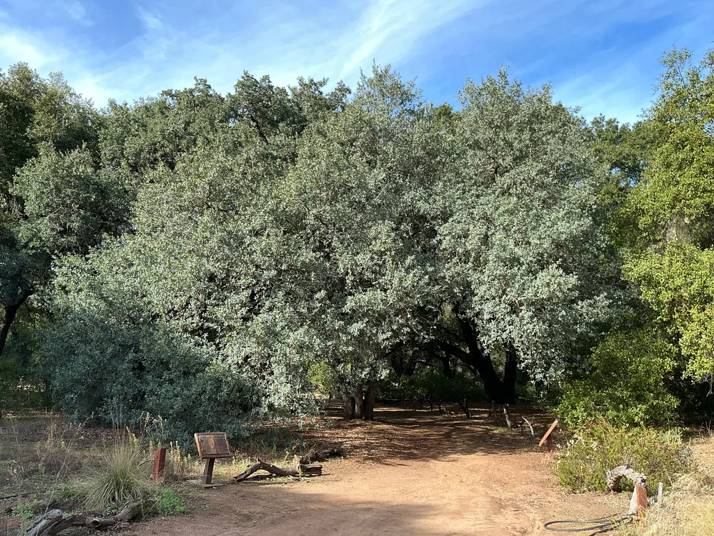 Quercus Engelmannii