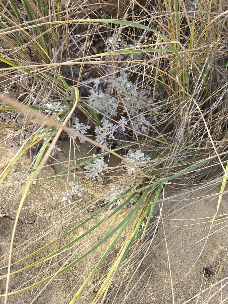 Artemisia stelleriana