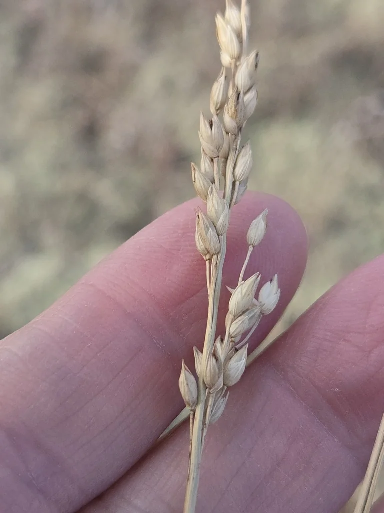 Panicum Amarum