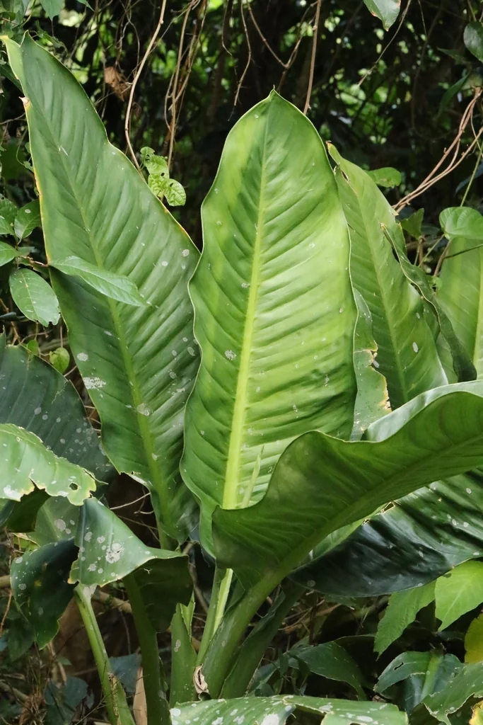 Dieffenbachia Maculata