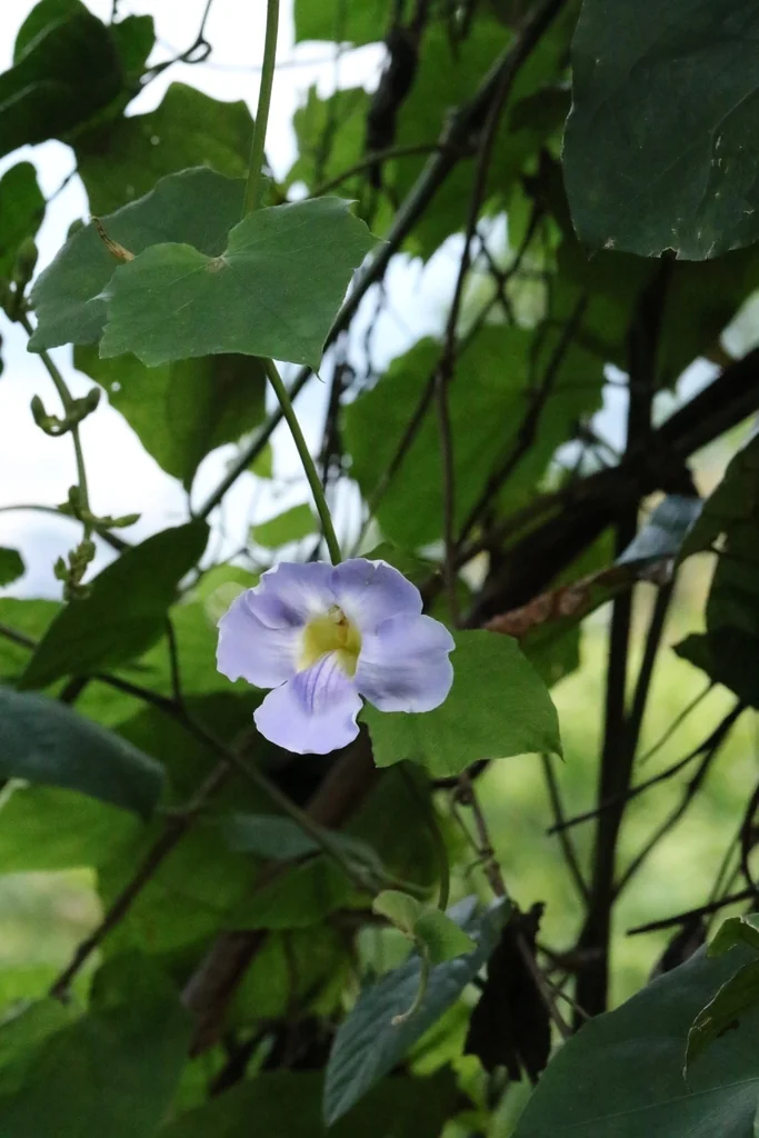 Thunbergia Grandiflora