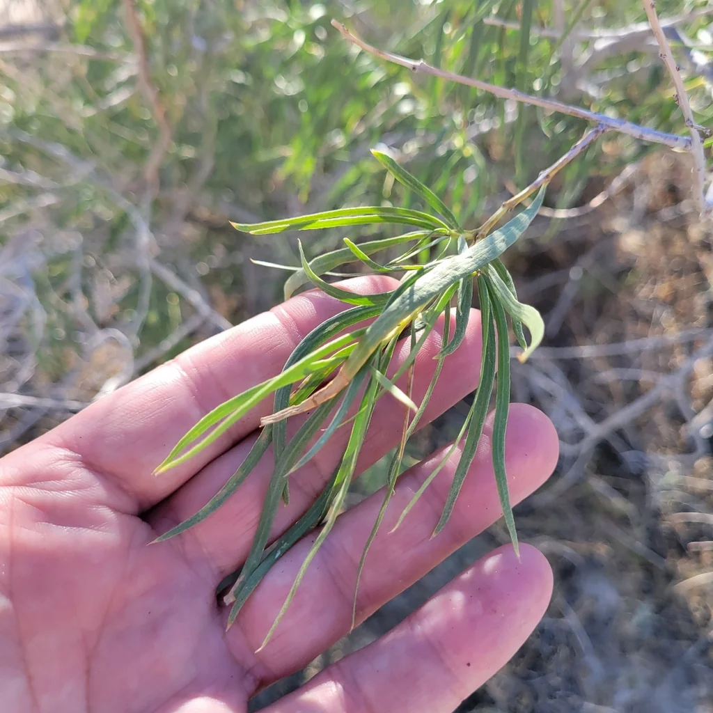 Chilopsis Linearis