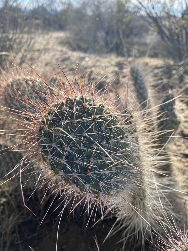 Opuntia Erinacea