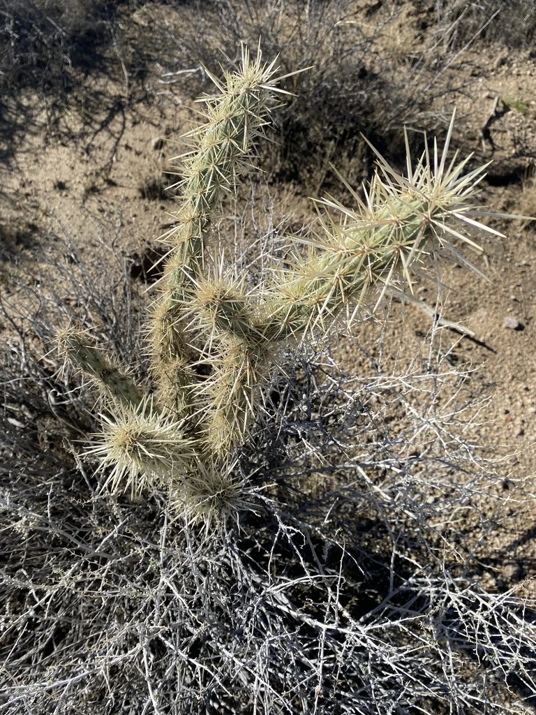 Cylindropuntia Acanthocarpa