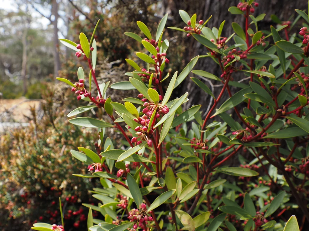 Drimys Lanceolata