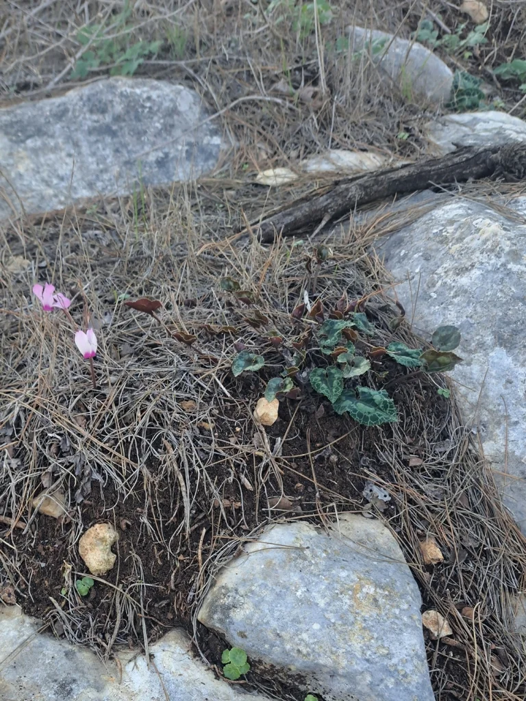 Cyclamen Persicum