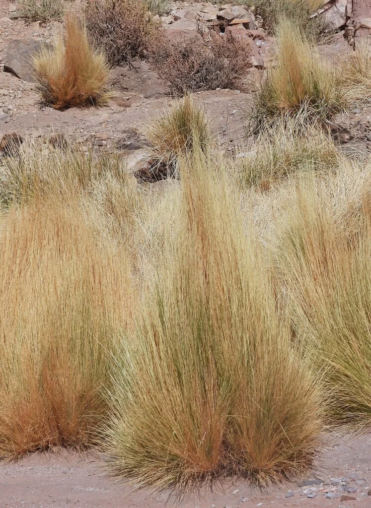 Stipa Ichu