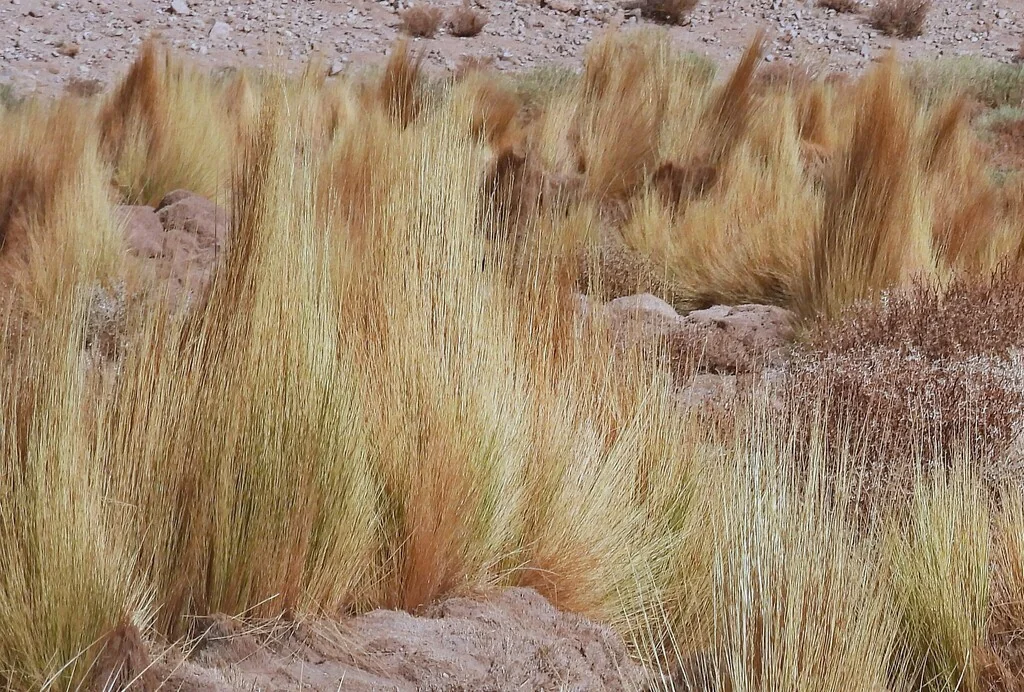 Stipa Ichu