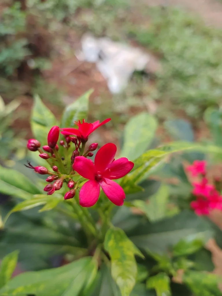 Jatropha Integerrima