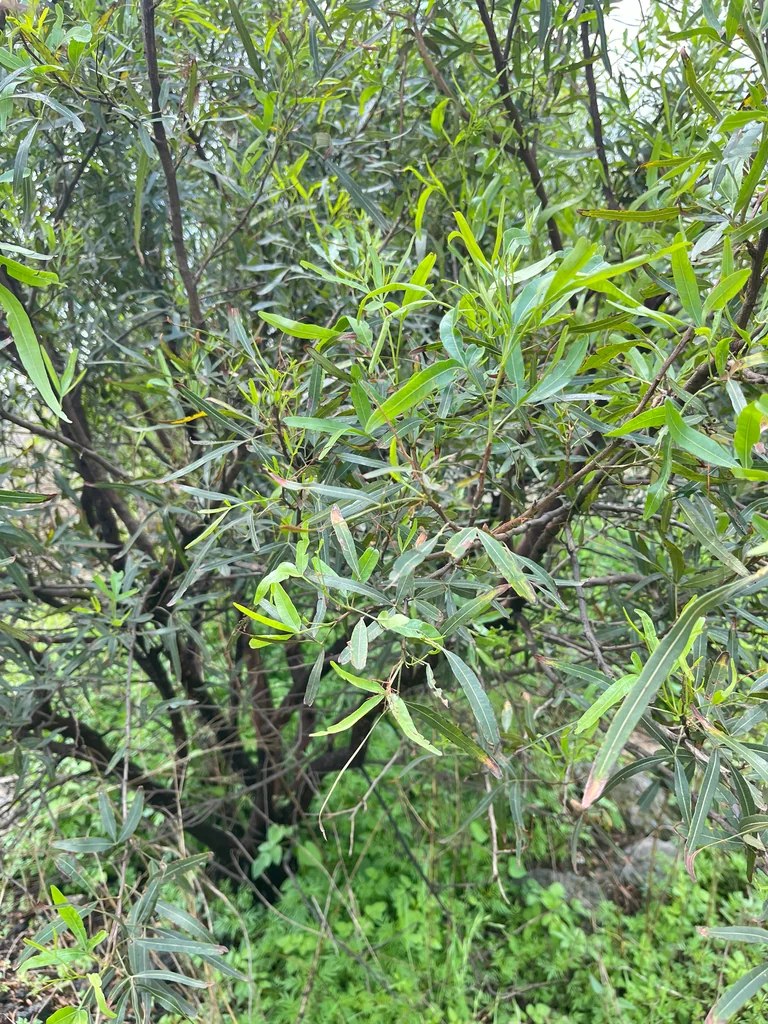 Rhus Lancea