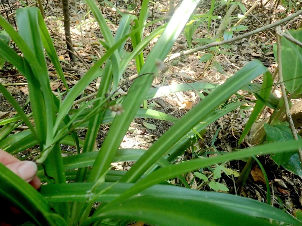 Chlorophytum comosum