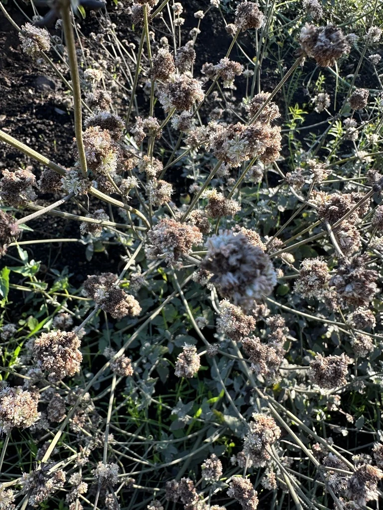 Eriogonum Cinereum