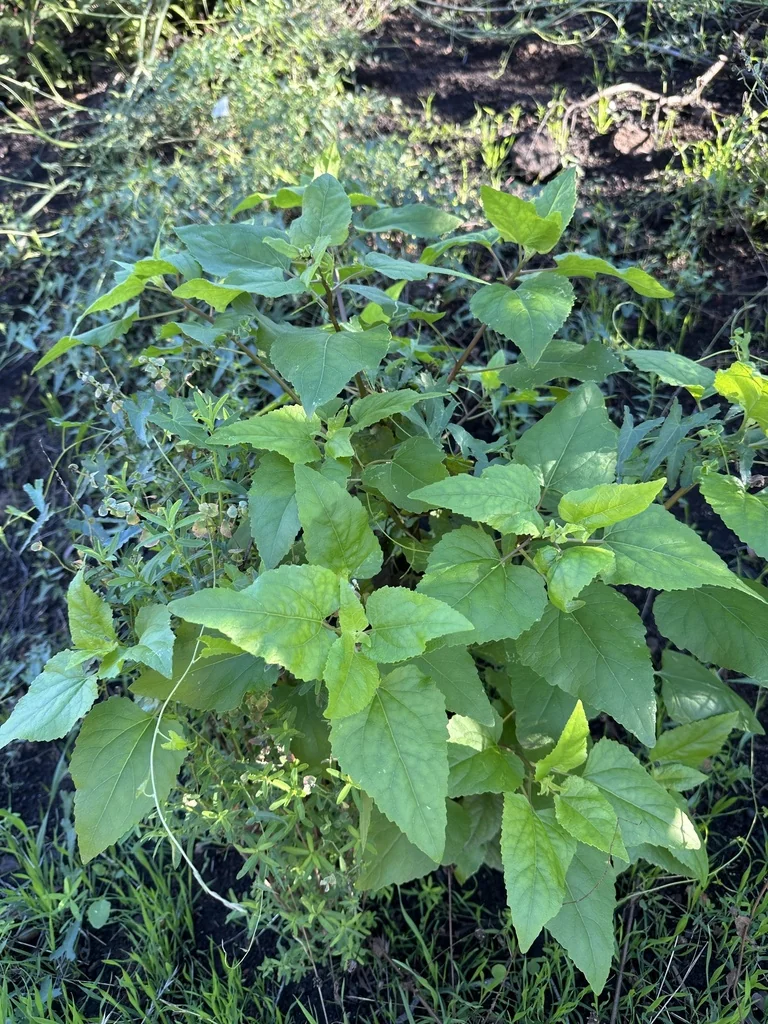 Venegasia Carpesioides
