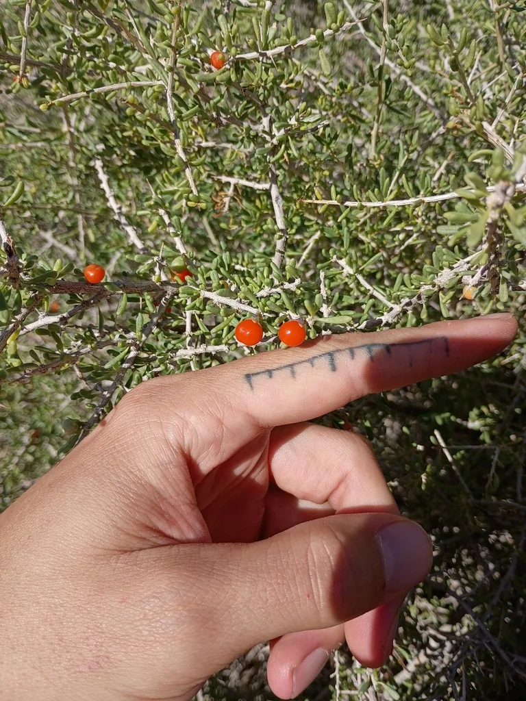 Lycium Andersonii
