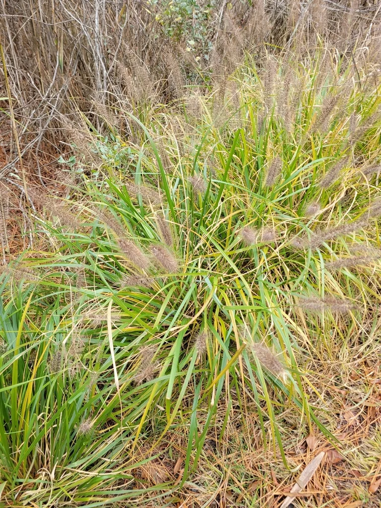 Pennisetum alopecuroides