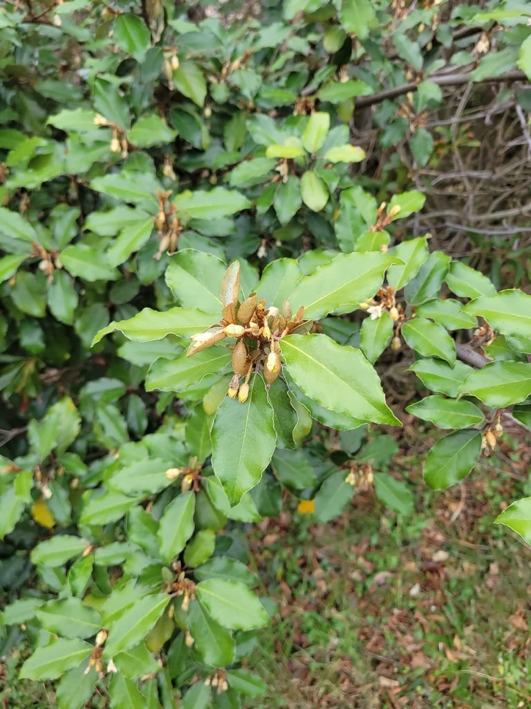 Elaeagnus Pungens