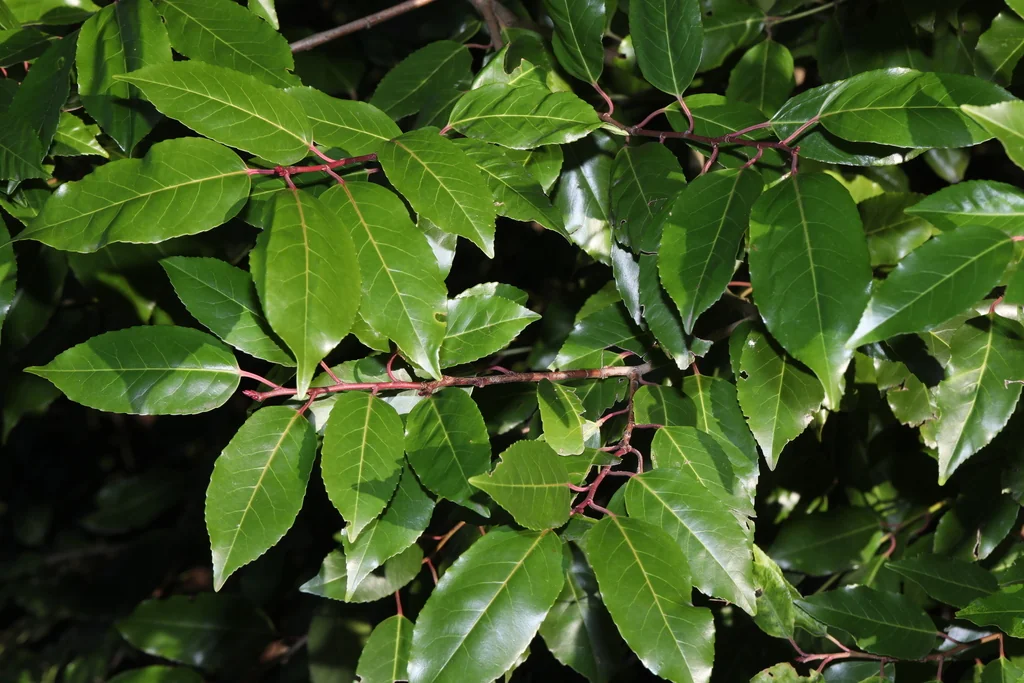 Prunus Lusitanica